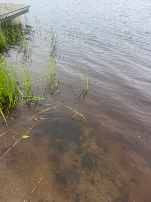 Toiviaisjärvi (04.552.1.013)-Valtakunnallinen sinileväseuranta (Kaarteenperä)-ObsALG-202507081115-1751963126229.png