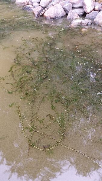 Tiedosto:20170724 175802.jpg