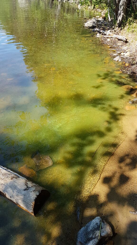 Haukivesi (Saimaa) (04.211.1.001)-Väli-Tuunas-ObsIMG-201807121502-67.jpg