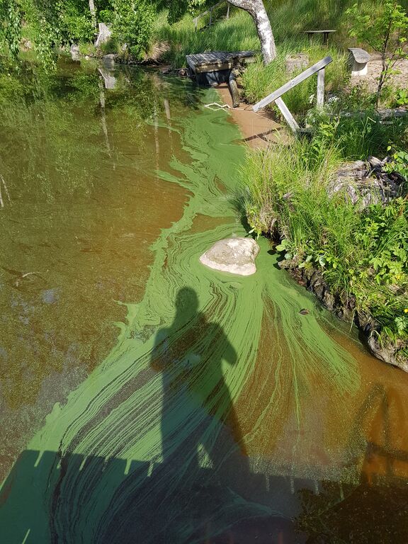 Hiidenvesi (23.031.1.001)-Havaintopaikka 3-ObsIMG-201906111309-12.jpg