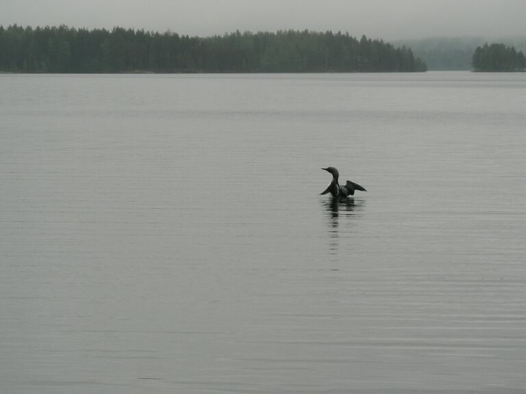 Kuikka Haapakuokka 2.JPG