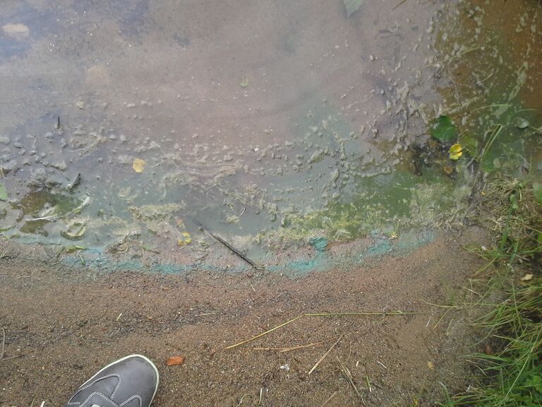 Levähavainto, Uimala 30.6.2015.jpg