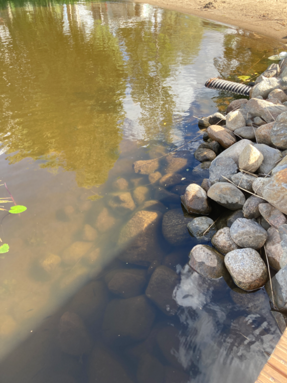 Päijänne (yhd.)-Valtakunnallinen sinileväseuranta (Majutvesi)-ObsALG-202208301117-630dc7ba8a1d5.png