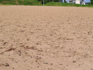 Raahen edusta/Valtakunnallinen sinileväseuranta (Pikkulahti, uimaranta)