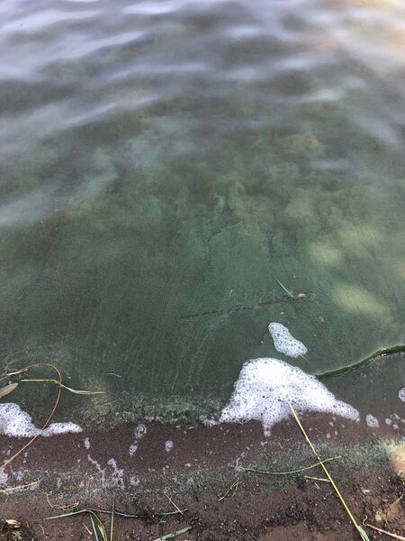 Tiedosto:Haukivesi (Saimaa) (04.211.1.001)-Rantala-ObsIMG-202006241151-50.jpeg