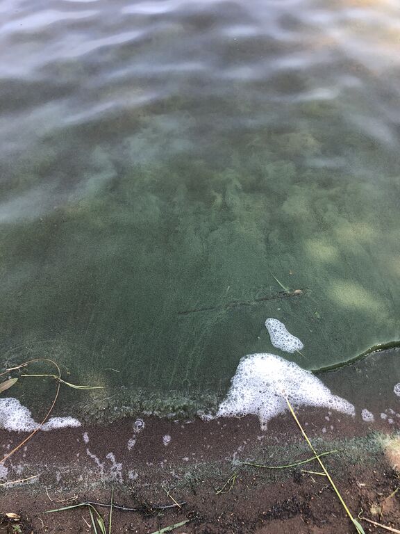 Haukivesi (Saimaa) (04.211.1.001)-Rantala-ObsIMG-202006241151-50.jpeg