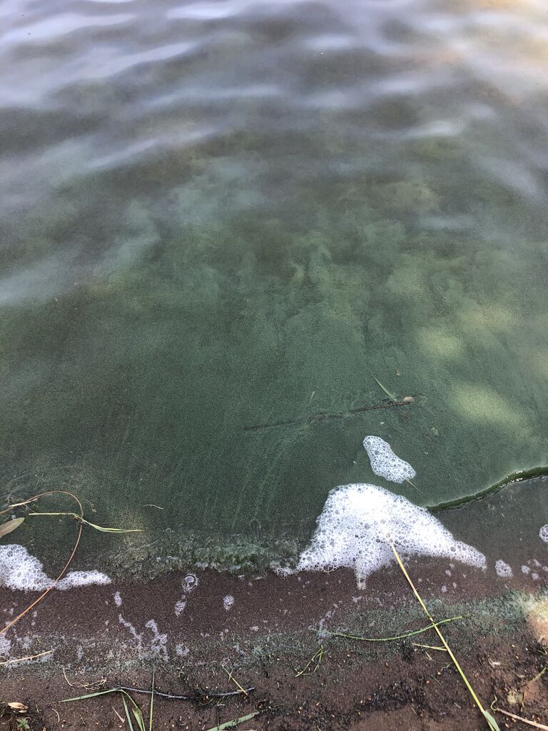 Haukivesi (Saimaa) (04.211.1.001)-Rantala-ObsIMG-202006241151-50.jpeg