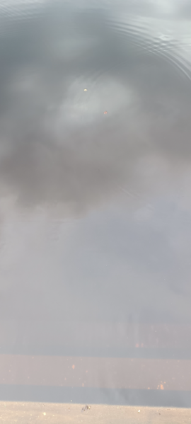 Kikurinjärvi (35.289.1.008)-Rotarien sinileväseuranta-ObsIMG-202606082050-1780941163024.png
