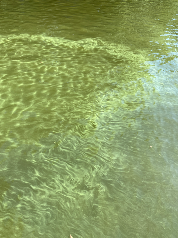 Pyhäjärvi (35.211.1.001)-Kukkelisaari-ObsALG-202407131602-66927c34ec40d.png