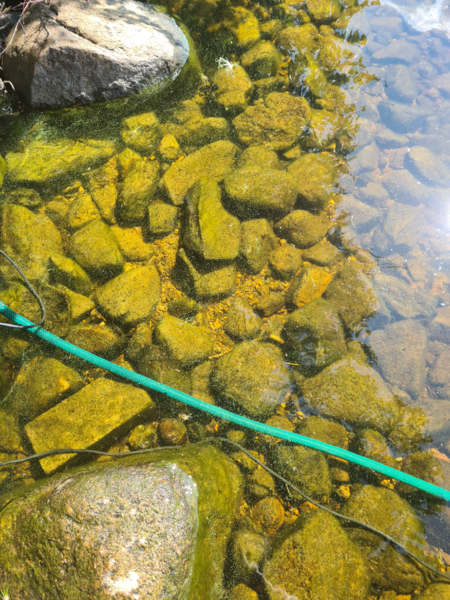 Tiedosto:Pyhitty (04.257.1.023)-Havaintopaikka 1-ObsIMG-202107131414-60ed75ee59e63.png