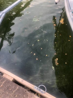 Vesijärvi (14.241.1.001)-Selkäsaari-ObsALG-202107272233-61005fe76afcf.png