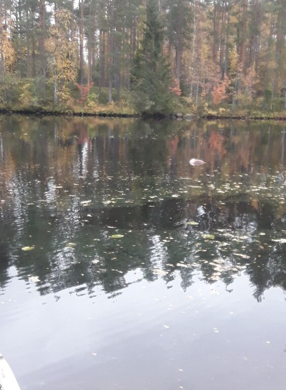 20200930 Ähtärinsalmi.jpg