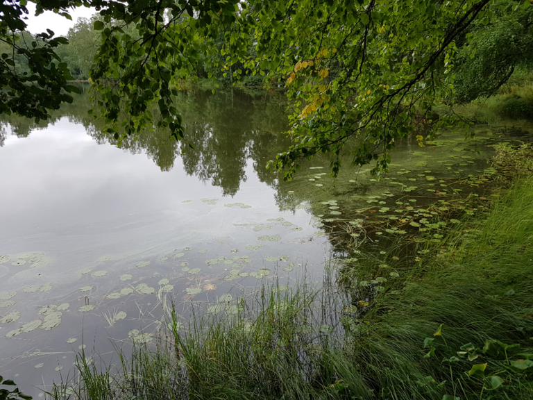 Aumanalanen (04.611.1.017)-Ranta-ObsIMG-202208231050-63048922a49a4.png