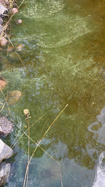 Puula (14.923.1.001)-Latsi-ObsIMG-202506291106-6860f4b91a93c.png