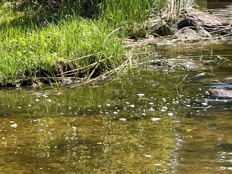 Pyhäjärvi (14.121.1.004)-Kekäleniementie 151-ObsIMG-202206271245-62b9d1f3ef1a7.png