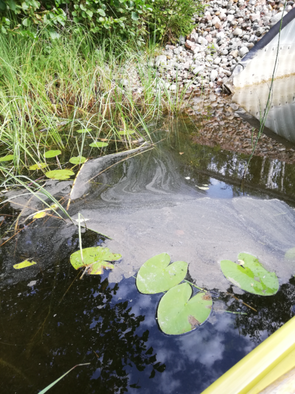 Suomijärvi (04.141.1.045)-Rotarien sinileväseuranta (Ahdassalmi)-ObsIMG-202208241350-6306034dc3df6.png