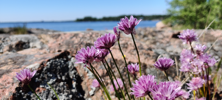 Suvisaaristo-Lauttasaari-Käärmesaari, länsiranta-ObsIMG-202206251421-62b6efc138910.png
