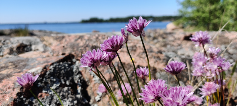 Tiedosto:Suvisaaristo-Lauttasaari-Käärmesaari, länsiranta-ObsIMG-202206251421-62b6efc138910.png