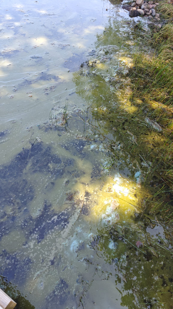 Örön ja Jurmon välinen ulkosaaristoalue-Havaintopaikka 1-ObsIMG-202507161220-68777016c2c87.png