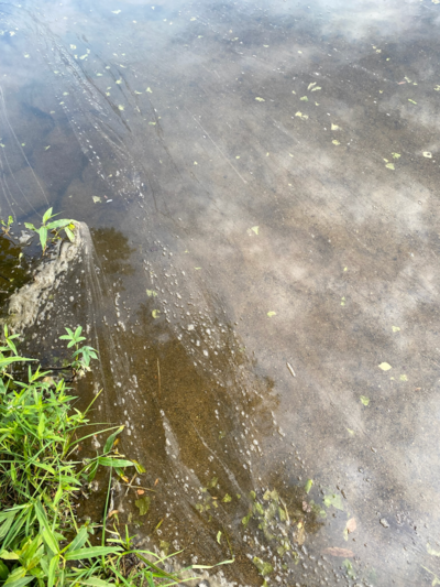 Katumajärvi (35.236.1.001)-OTK-n ranta-ObsALG-202507230815-1753273722838.png