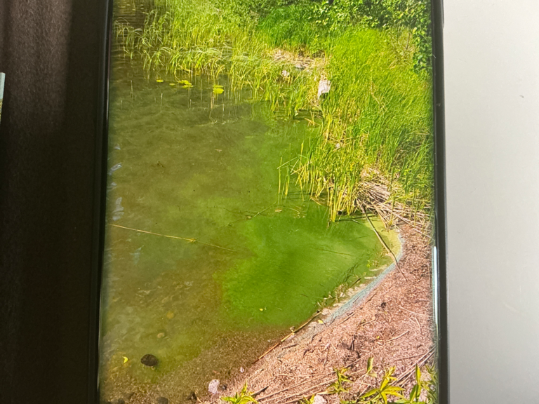 Rautavesi (14.831.1.001)-Tammikari-ObsALG-202506291600-1751289343471.png