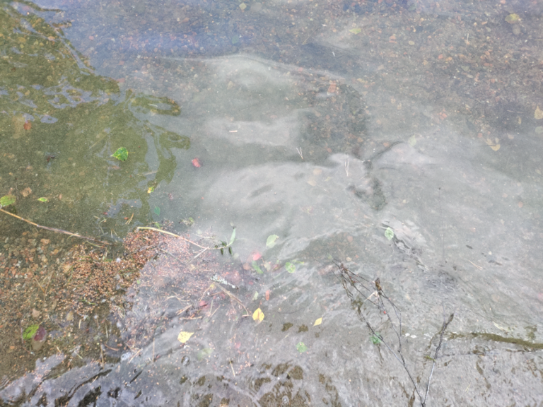 Ruotsalainen (14.141.1.001)-Hietaranta-ObsIMG-202106251136-60d59686c207e.png