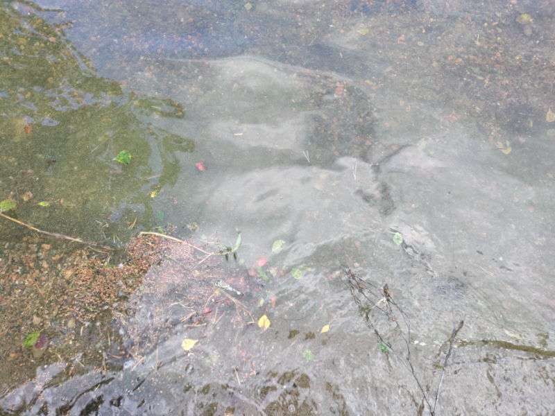 Tiedosto:Ruotsalainen (14.141.1.001)-Hietaranta-ObsIMG-202106251136-60d59686c207e.png