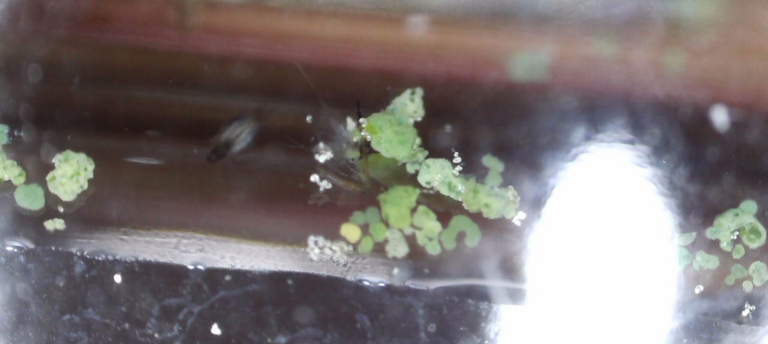 Ruotsalainen (14.141.1.001)-Rutalahti, Lähdemäki-ObsALG-202106271200-60d96f1c48e0a.png