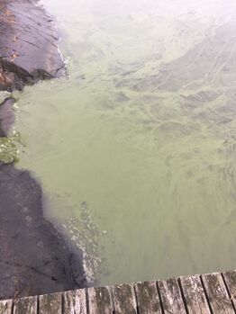 Suvisaaristo-Lauttasaari-Tallholmen -ObsIMG-201808311209-54.jpeg