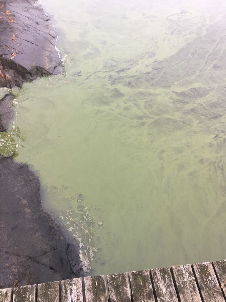 Suvisaaristo-Lauttasaari-Tallholmen -ObsIMG-201808311209-54.jpeg