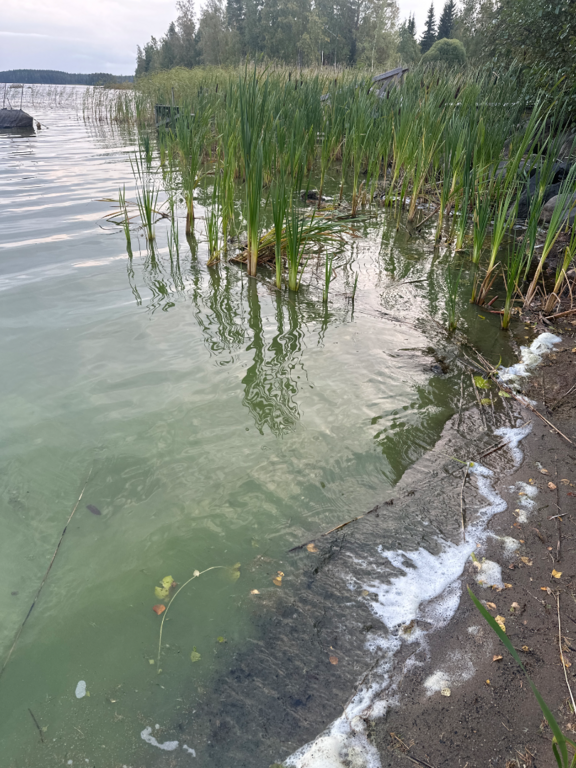 Ukonvesi (Saimaa) (04.151.1.001)-Koivukummunpolku-ObsALG-202509071832-1757259208788.png