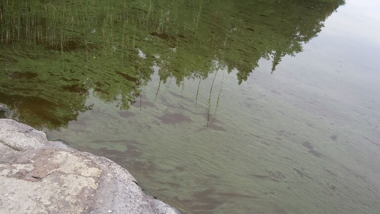 Haapajärvi (06.022.1.001)-Valtakunnallinen sinileväseuranta-ObsIMG-201907240820-10.jpg