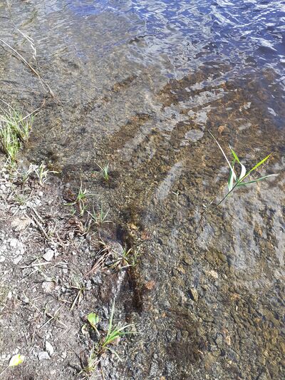 Iso Lano 20230829.jpg