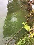 Savijärvi (81.043.1.002)/Valtakunnallinen sinileväseuranta