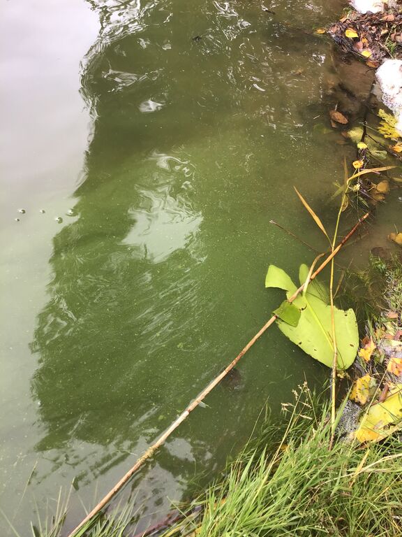 Savijärvi (81.043.1.002)-Valtakunnallinen sinileväseuranta-ObsALG-202009091158-87.jpeg