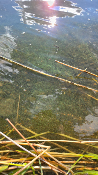 Tiedosto:Viinijärvi (04.352.1.001)-Havaintopaikka 10-ObsIMG-202507061810-686a938e39190.png