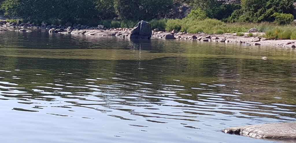 Örön ja Jurmon välinen ulkosaaristoalue-Örön eteläkärki-ObsIMG-201907271545-36.jpg