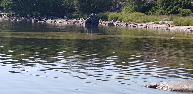 Örön ja Jurmon välinen ulkosaaristoalue-Örön eteläkärki-ObsIMG-201907271545-36.jpg