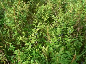 Mustikoita Rapasalossa.JPG