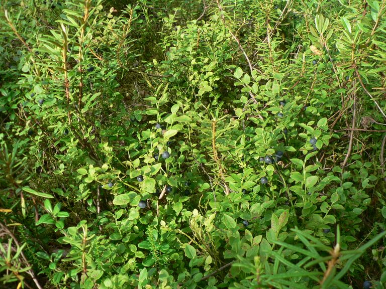 Mustikoita Rapasalossa.JPG