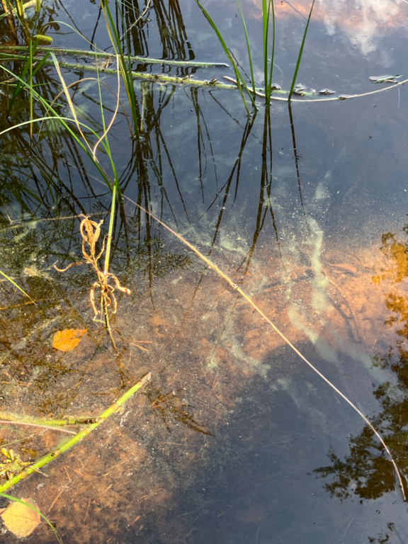 Oksjärvi (35.937.1.001)-Havaintopaikka 1-ObsIMG-202507141507-6874f3f541fb4.png