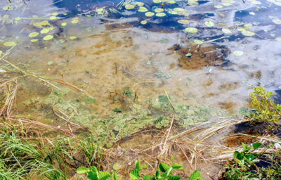 Urpolanlampi (04.152.1.001)-Uusi hulevesiputki-ObsALG-202407051457-668abf6d81df8.png