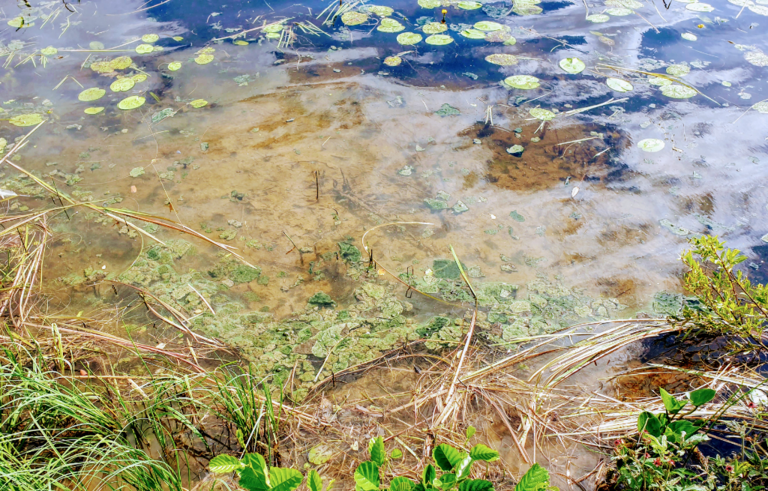 Urpolanlampi (04.152.1.001)-Uusi hulevesiputki-ObsALG-202407051457-668abf6d81df8.png