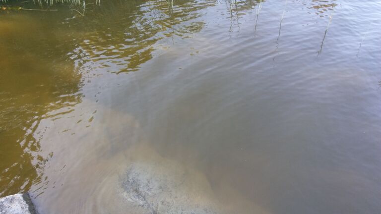 Haapajärvi (06.022.1.001)-Valtakunnallinen sinileväseuranta-ObsIMG-201907100807-50.jpg