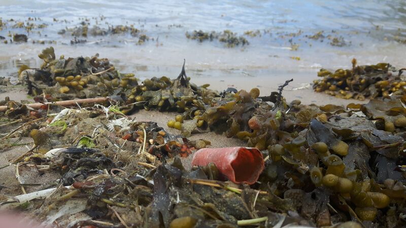 Tiedosto:Helsingin - Espoon rannikkoalue (91.51)-Suomenlinnan uimaranta-ObsTRASH-201705251205-73.jpg