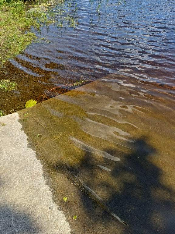 Iso-Lano (35.833.1.001)-Rotarien sinileväseuranta (Lanonpohja)-ObsALG-202507151410-1752741590137.png