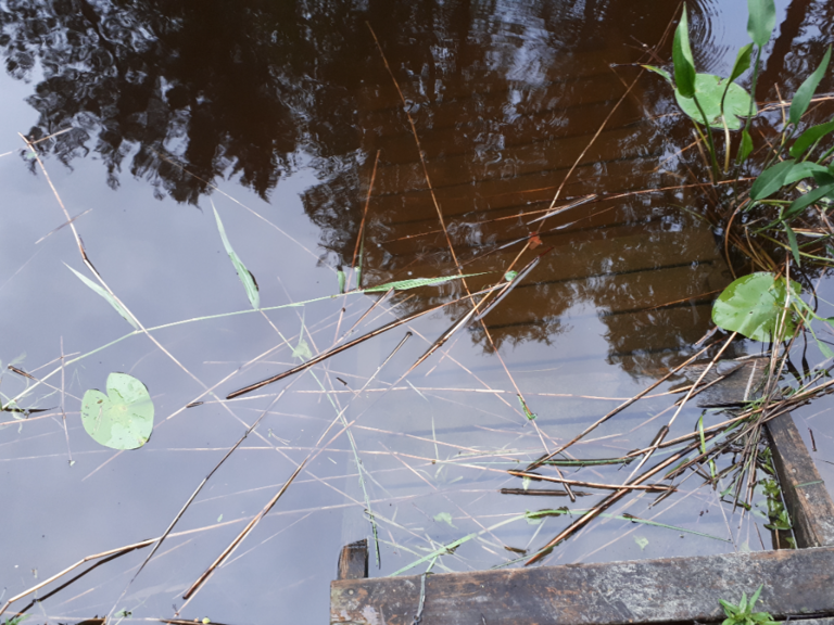 Kallavesi (yhd.)-Rotarien sinileväseuranta (Puutossalmi)-ObsALG-202307042136-64a466fe0ef3c.png