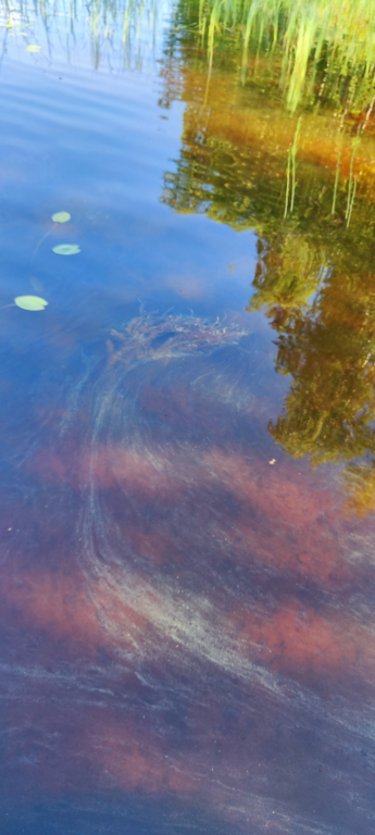 Saittajärvi (14.774.1.003)-Havaintopaikka 1-ObsALG-202406271903-667d8e2c8b69f.png