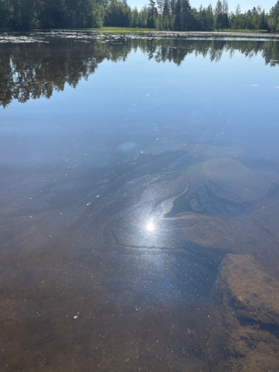 Syysjärvi (04.152.1.017)-Havaintopaikka 1-ObsALG-202507190954-687b41ad860ed.png