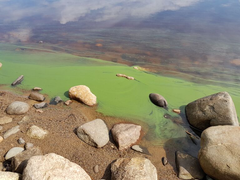 Alajärvi (47.043.1.001)-Pynttärin uimaranta-ObsALG-201907101054-47.jpg